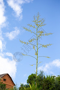 树枝高高的树枝和美丽的蓝天空季节天空树叶植物学框架叶子背光生活新生活植物图片