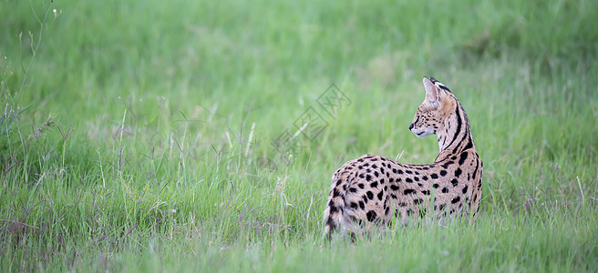 肯尼亚稀树草原草原上的双猫猫科大草原猎人丛林食肉捕食者耳朵公园野生动物尾巴图片