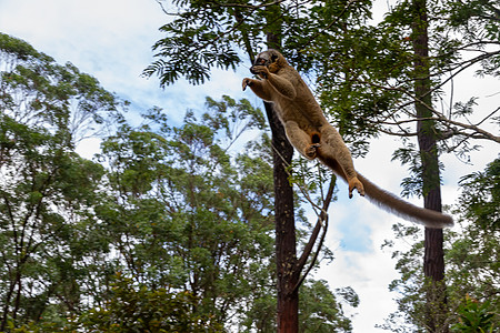 雨林中树上的狐猴 从一棵树跳到另一棵树动物料斗榆树野生动物动物学丛林森林树木动物群濒危图片