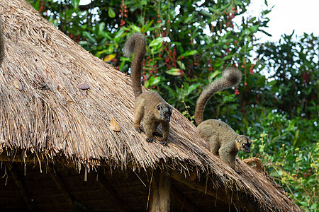 楼顶上被吊在屋顶上的狐猴目的地动物濒危国家森林荒野丛林榆树旅行野生动物图片