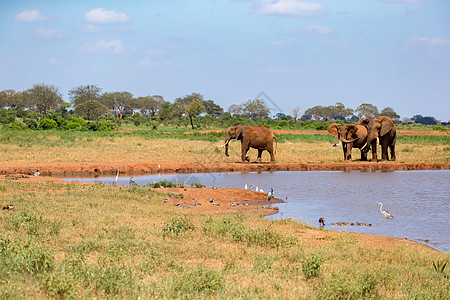 稀树草原上的一个水坑里 有红象旅游荒野公园衬套食草野生动物动物游戏哺乳动物国家图片