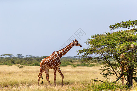 索马里的长颈鹿吃阿卡西亚树叶旅游食草天空哺乳动物大草原国家游戏脖子旅行植被图片