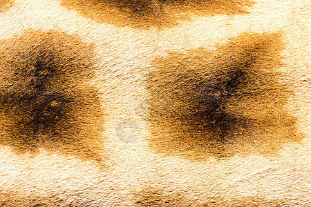 长颈鹿的毛皮皮革皮肤野生动物旅行动物打印斑点食草头发哺乳动物图片