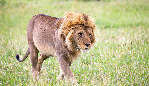 一只雄狮在大草原上行走国王公园捕食者动物马赛食肉荒野野生动物男性猎人图片