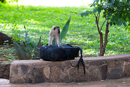 一个好奇的动画猴子 检查旅游者的照片袋摄影哺乳动物公园灵长类眼睛游猎野生动物动物群长尾绿藻图片