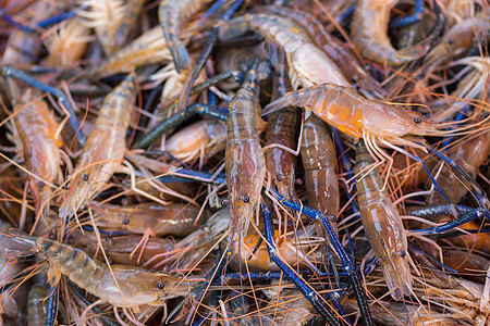 市场贴近白虾贝类餐厅白色对虾厨房营养动物宏观钓鱼饮食图片