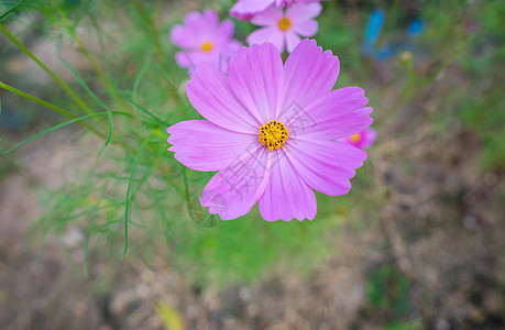 特写花园的紫色星光花朵图片