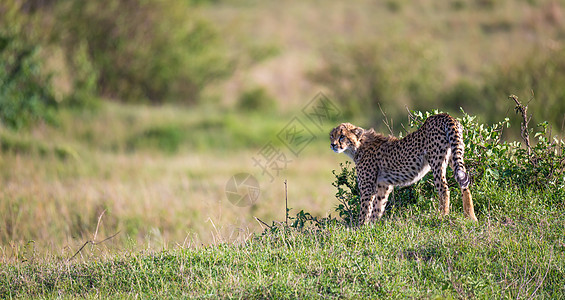 一只猎豹在凯尼大草原的草丛和草丛之间行走动物群毛皮斑点荒野马拉濒危大草原哺乳动物马赛猎人图片