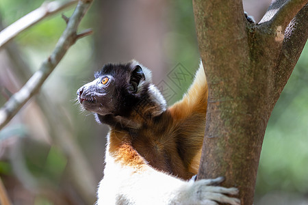 一只在树顶上舒服舒适的西法卡狐猴情调野生动物批判地异国动物群濒危毛皮荒野动物森林图片
