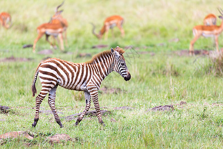 一个Zebra家族在靠近其他村庄的热带草原上放牧马拉场地团体衬套动物群马赛国家公园食草野生动物图片