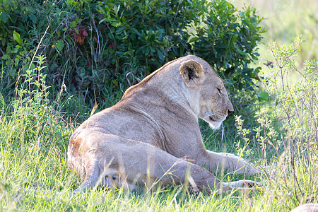 一只母狮在草地上安居乐业捕食者国家游戏公园动物眼睛狮子国王哺乳动物豹属图片