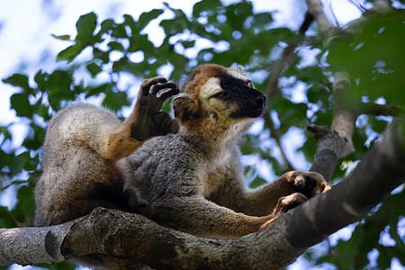 一头狐猴坐在树枝上 耳朵后面划伤图片