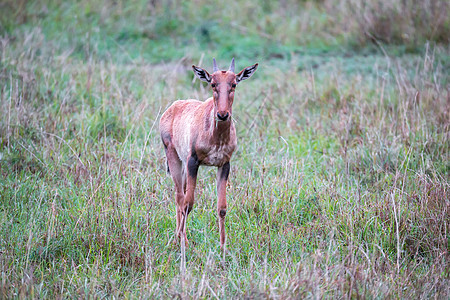 肯尼亚热带草原草原上的托皮安特洛普女性尾巴环境动物哺乳动物食草羚羊牛角野生动物月亮图片