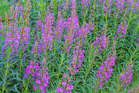在挪威赫姆塞达的夏令草地上 美丽的粉红色花朵艺人野花植物群季节山脉生长植物宏观紫色花园图片
