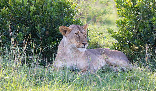 一只母狮在草地上安居乐业哺乳动物休息动物栖息地成人豹属公园大猫捕食者大草原图片