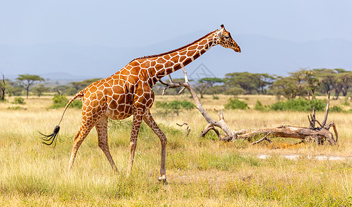 索马里长颈鹿越过一片绿红草地植被食草动物群哺乳动物动物旅行旅游草原大草原公园图片