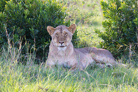 一只母狮在草地上安居乐业游戏环境女性哺乳动物狮子猎人成人大猫捕食者荒野图片