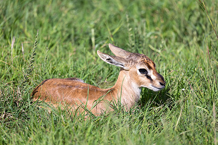 新生的汤姆森加泽勒就躺在草地上马赛国家生活公园羚羊家庭脚步女性动物婴儿图片