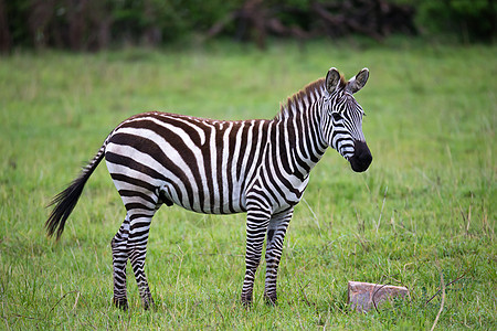 肯尼亚稀树草原中部的斑马动物群荒野动物马赛冒险食草野生动物条纹哺乳动物旅行图片