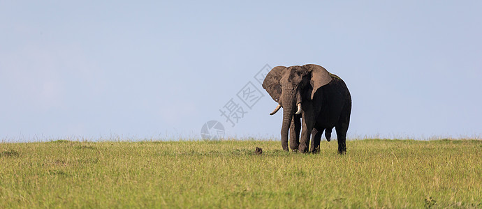 一只孤单的大象穿过大草原野生动物风景象牙哺乳动物衬套马赛天空国家孤独场地图片