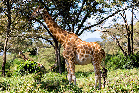 肯尼亚稀树草原的 亚卡西亚树之间公园植被阳光脖子野生动物荒野国家动物旅游树木图片