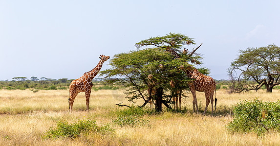 索马里的两只长颈鹿吃阿卡西亚树叶动物草地草原动物群游戏公园旅行衬套大草原旅游图片