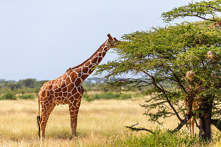 索马里的长颈鹿吃阿卡西亚树叶草地国家脖子食草植被衬套旅行动物草原野生动物图片