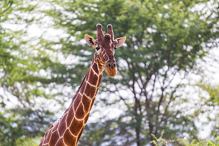 长颈鹿脸部的特写动物荒野棕色食草哺乳动物动物园脖子野生动物喇叭公园图片