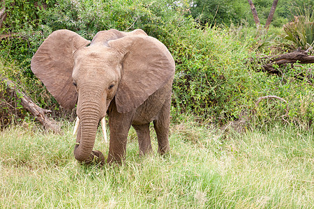 大象在丛林中走过许多灌木丛象牙哺乳动物野生动物公园森林树干小动物婴儿国家食草图片