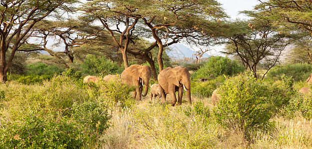 大象在丛林中走过许多灌木丛荒野野生动物国家婴儿树干哺乳动物公园旅行象牙厚皮图片