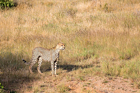肯尼亚稀树草原草原上的Cheetah哺乳动物猎人平原毛皮食肉旅游野生动物大草原动物公园图片