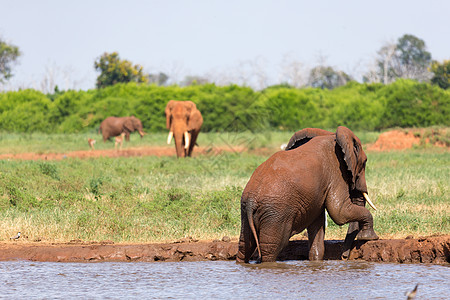 红象在热带草原中间的水坑里洗澡家庭喜悦乐趣公园大草原树干哺乳动物野生动物洗涤团体图片