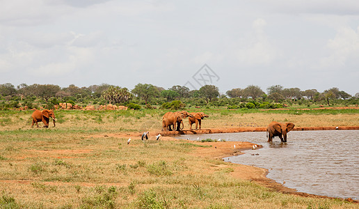 水坑上有很多大象热带旅游荒野公园吸引力动物国家野生动物衬套树干图片