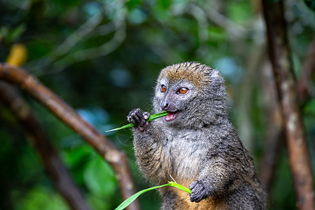 树枝上的小狐猴吃草刀濒危丛林旅行国家哺乳动物动物榆树目的地森林狐猴图片