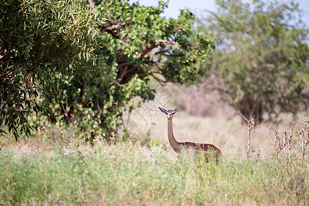 长颈长脖子的羚羊正站在灌木丛中间野生动物游戏荒野动物女性大草原哺乳动物眼睛衬套栖息地图片