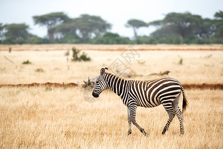 斑马站在草原上或走过草地野生动物条纹黑色哺乳动物衬套白色国家草原平原动物群图片