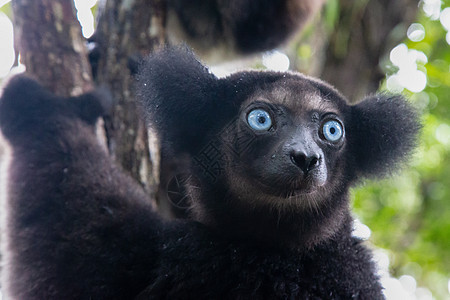 马达加斯加雨林中印德里狐猴的肖像灵长类眼睛情调森林荒野哺乳动物动物尾巴野生动物濒危图片