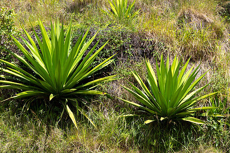 马达加斯加岛上的弗洛拉 有几只仙人掌植物图片