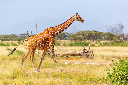 索马里长颈鹿越过一片绿红草地动物食草旅行旅游野生动物脖子动物群植被天空草原图片