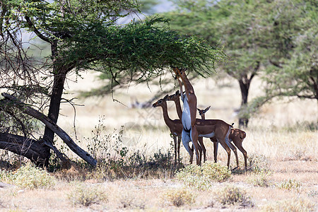 在Kenyan 草原上寻找食物的Gerenuk野生动物羚羊动物哺乳动物旅游后肢国家游戏女性荒野图片