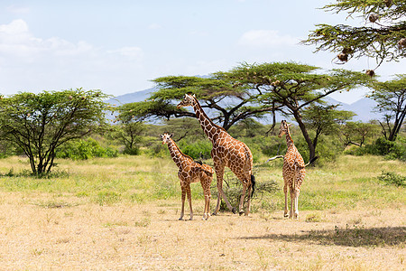 几个长颈鹿在草地上行走国家脖子天空游戏食草马赛野生动物假期大草原平原图片
