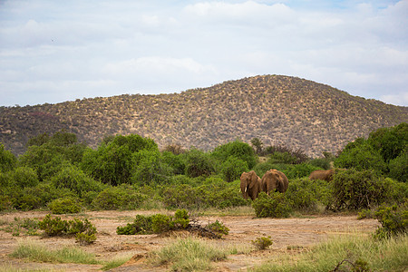 红象在山前的灌木丛间行走野生动物衬套象牙旅游男性树干荒野大草原游戏哺乳动物图片