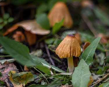 草丛中的蘑菇关上绿色森林荒野白色食物野生动物苔藓菌类季节常委图片