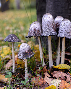 一群白粪蘑菇 科克里纳斯昏迷绿色食物木头森林棕色植物菌类苔藓季节白色图片