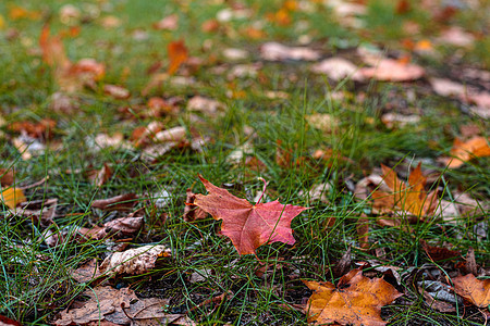 秋天落叶在草地上黄色季节性叶子绿色公园树叶红色季节森林橙子图片