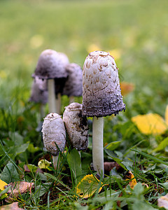 一群白粪蘑菇 科克里纳斯昏迷季节白色食物苔藓森林棕色绿色菌类木头毒菌图片