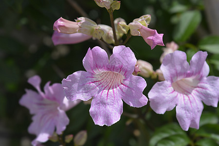 粉粉角葡萄藤龙虾科玛苦力叶子粉色植物花园植物学绿色图片素材
