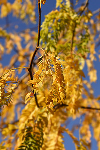 蜜蜂蝗虫叶子黄色花园蓝色植物皂荚天空植物学图片