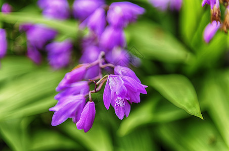 在绿色花园里 紧贴紫花朵花园花瓣叶子蓝色季节绿色美丽紫色植物鸢尾花图片