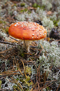 青苔 阿曼尼塔藻类的明橘或红橙或红红野生有毒 精神活性以及药用Fly Agaric蘑菇图片